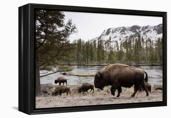 Bison, Yellowstone National Park, Wyoming-Paul Souders-Framed Premier Image Canvas