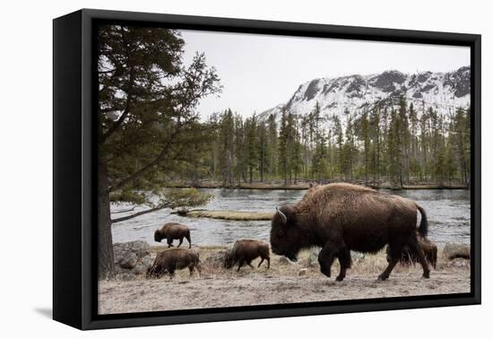 Bison, Yellowstone National Park, Wyoming-Paul Souders-Framed Premier Image Canvas