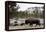 Bison, Yellowstone National Park, Wyoming-Paul Souders-Framed Premier Image Canvas