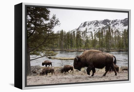 Bison, Yellowstone National Park, Wyoming-Paul Souders-Framed Premier Image Canvas