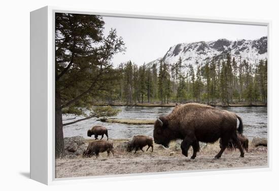 Bison, Yellowstone National Park, Wyoming-Paul Souders-Framed Premier Image Canvas