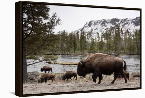 Bison, Yellowstone National Park, Wyoming-Paul Souders-Framed Premier Image Canvas