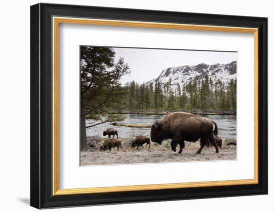 Bison, Yellowstone National Park, Wyoming-Paul Souders-Framed Premium Photographic Print