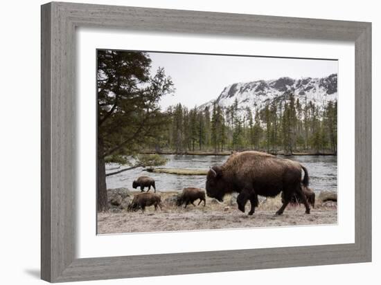 Bison, Yellowstone National Park, Wyoming-Paul Souders-Framed Photographic Print