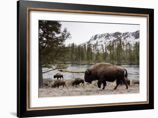 Bison, Yellowstone National Park, Wyoming-Paul Souders-Framed Photographic Print