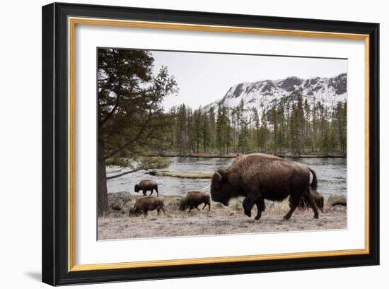 Bison, Yellowstone National Park, Wyoming-Paul Souders-Framed Photographic Print