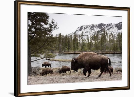 Bison, Yellowstone National Park, Wyoming-Paul Souders-Framed Photographic Print