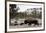 Bison, Yellowstone National Park, Wyoming-Paul Souders-Framed Photographic Print