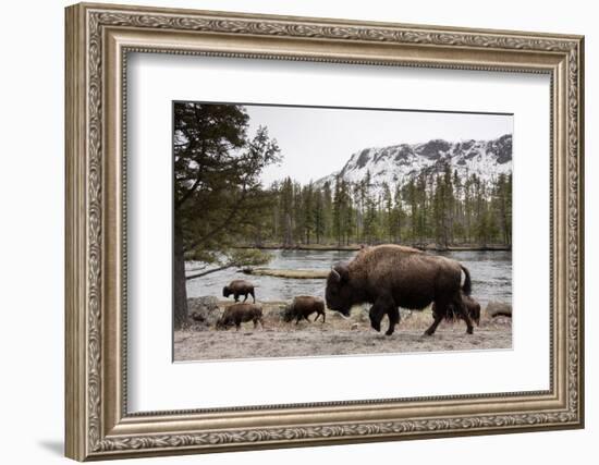 Bison, Yellowstone National Park, Wyoming-Paul Souders-Framed Photographic Print