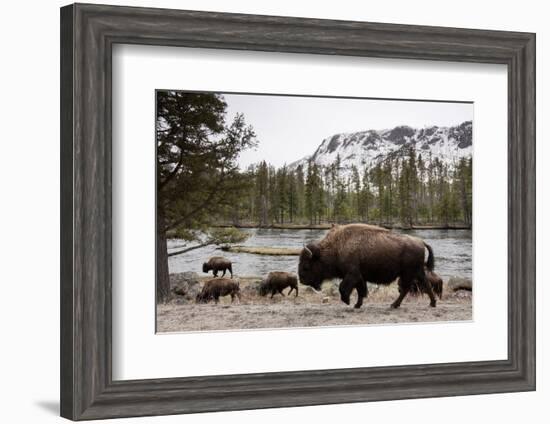 Bison, Yellowstone National Park, Wyoming-Paul Souders-Framed Photographic Print