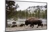 Bison, Yellowstone National Park, Wyoming-Paul Souders-Mounted Photographic Print