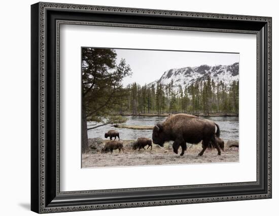 Bison, Yellowstone National Park, Wyoming-Paul Souders-Framed Photographic Print