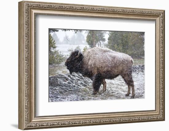 Bison, Yellowstone National Park, Wyoming-Paul Souders-Framed Photographic Print