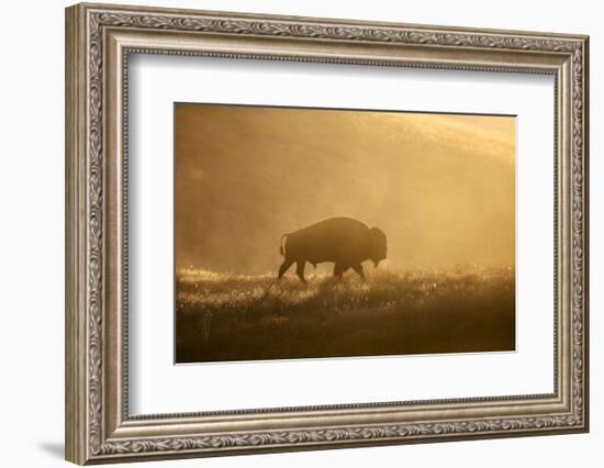 Bison-Jason Savage-Framed Art Print