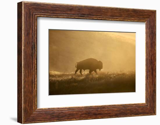 Bison-Jason Savage-Framed Art Print