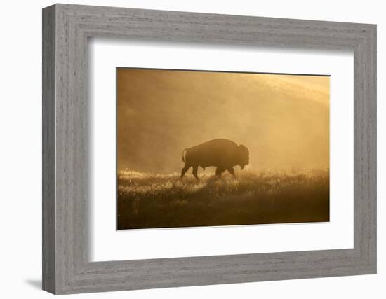 Bison-Jason Savage-Framed Art Print