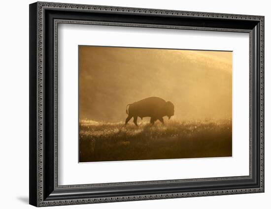 Bison-Jason Savage-Framed Art Print