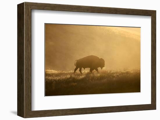 Bison-Jason Savage-Framed Art Print