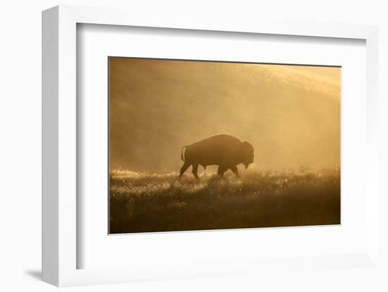 Bison-Jason Savage-Framed Art Print
