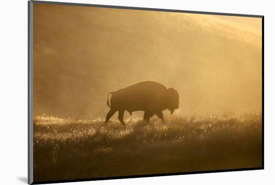 Bison-Jason Savage-Mounted Art Print