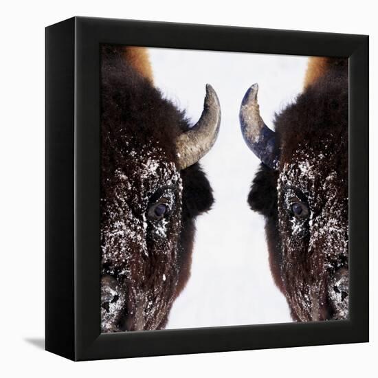 Bison-null-Framed Premier Image Canvas