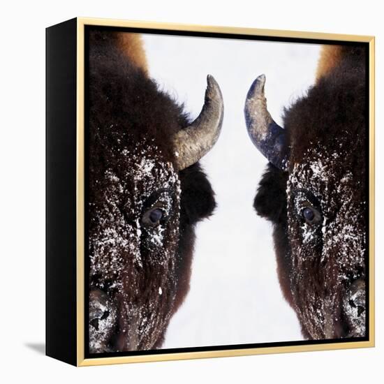 Bison-null-Framed Premier Image Canvas