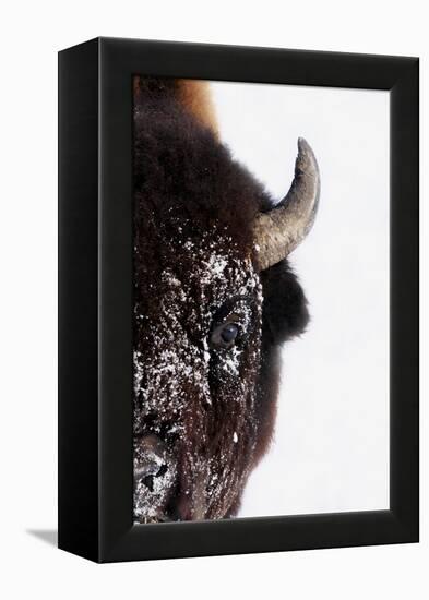 Bison-null-Framed Premier Image Canvas