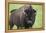 Bison-null-Framed Premier Image Canvas