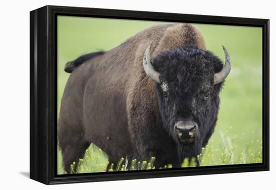 Bison-null-Framed Premier Image Canvas