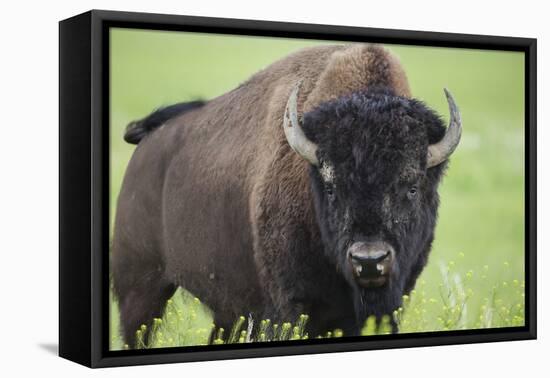 Bison-null-Framed Premier Image Canvas