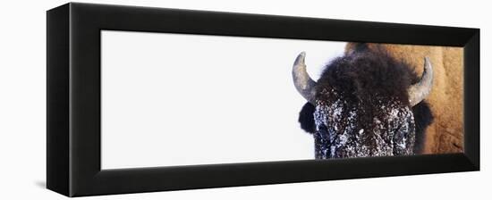 Bison-null-Framed Premier Image Canvas