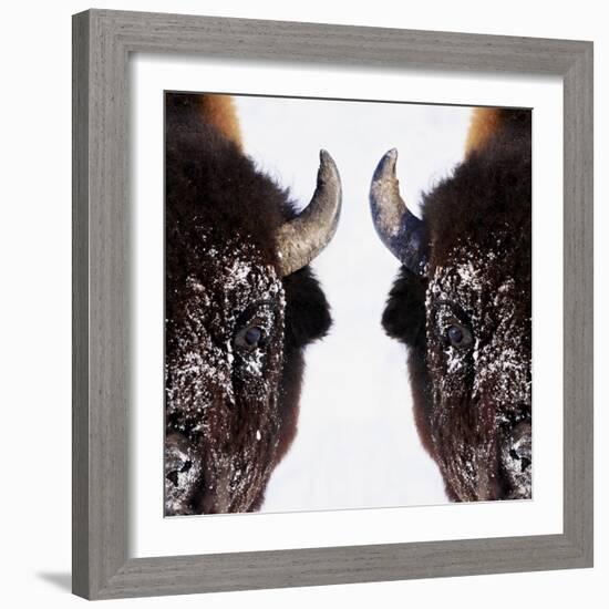 Bison-null-Framed Photographic Print