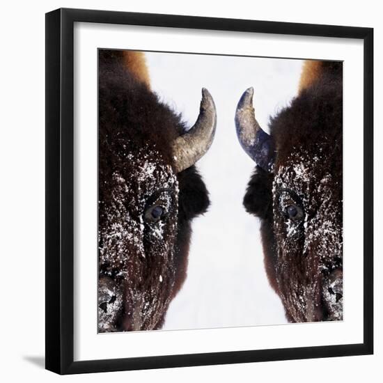 Bison-null-Framed Photographic Print