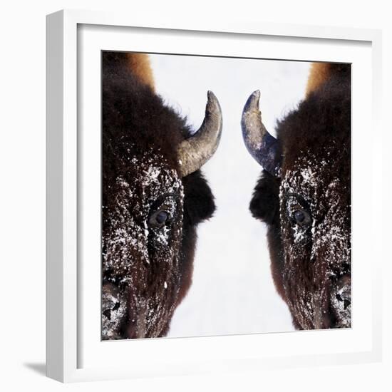 Bison-null-Framed Photographic Print