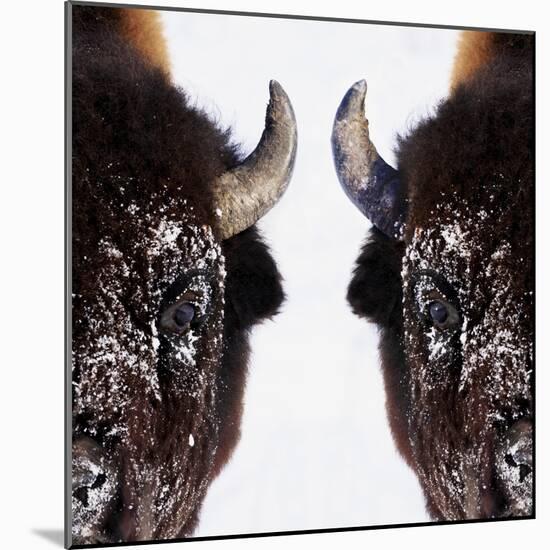 Bison-null-Mounted Photographic Print