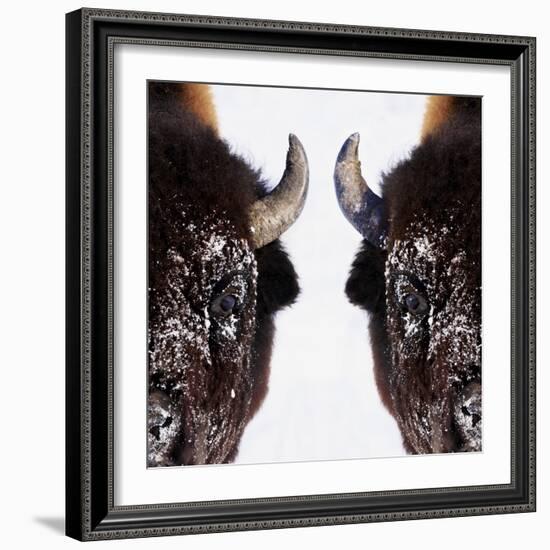 Bison-null-Framed Photographic Print