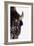 Bison-null-Framed Photographic Print