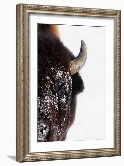 Bison-null-Framed Photographic Print