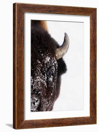 Bison-null-Framed Photographic Print