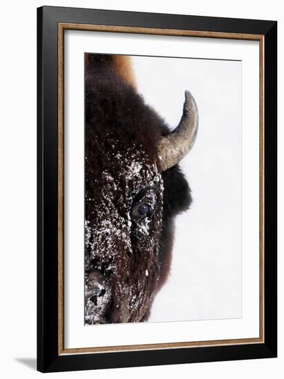 Bison-null-Framed Photographic Print