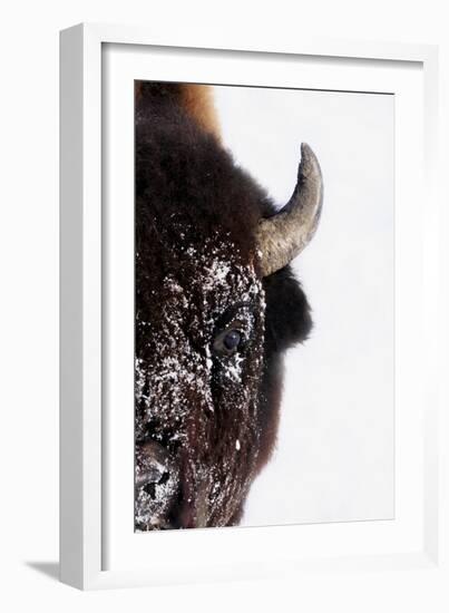 Bison-null-Framed Photographic Print