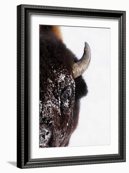 Bison-null-Framed Photographic Print