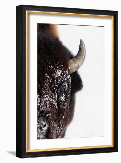 Bison-null-Framed Photographic Print