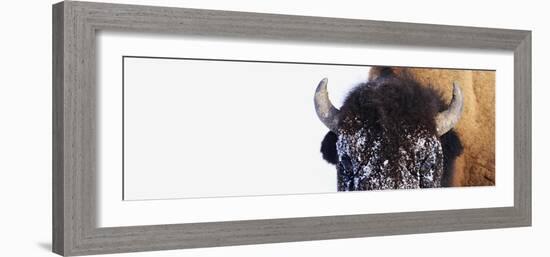 Bison-null-Framed Photographic Print