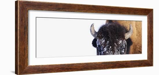 Bison-null-Framed Photographic Print