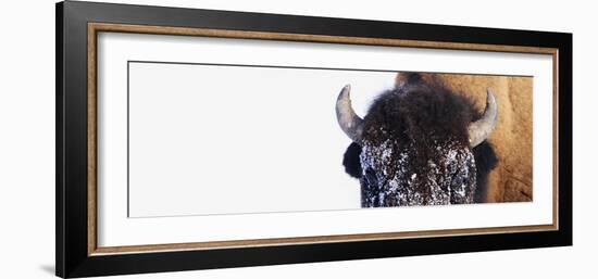 Bison-null-Framed Photographic Print