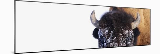 Bison-null-Mounted Photographic Print