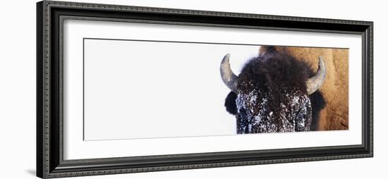 Bison-null-Framed Photographic Print