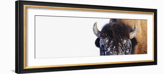 Bison-null-Framed Photographic Print