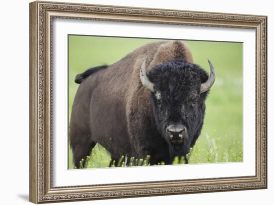 Bison-null-Framed Photographic Print